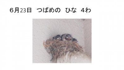 スライド33