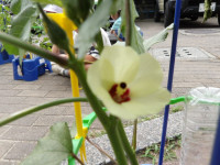 IMGP0010