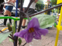 IMGP0699